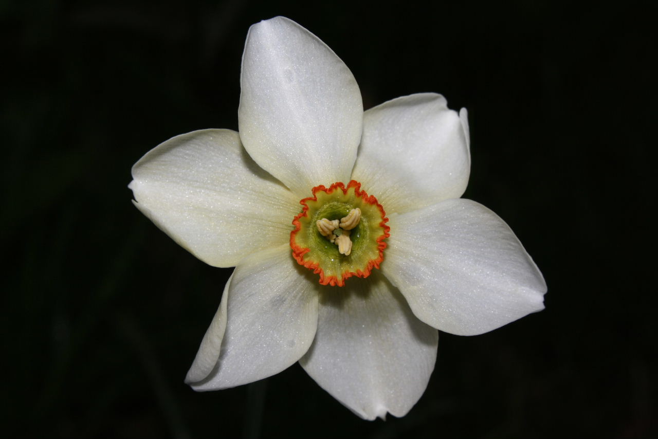 Un anno di fiori...